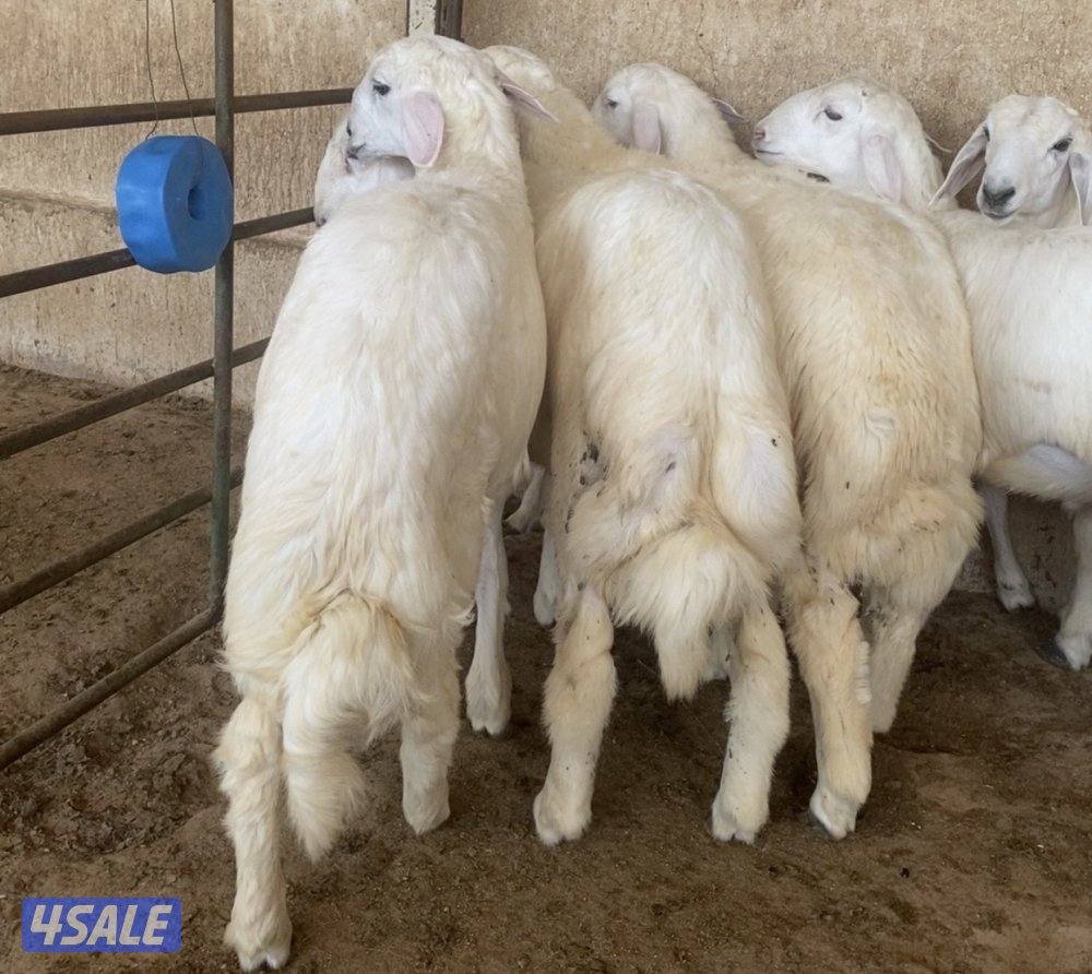 💥طليان حريات 💥0