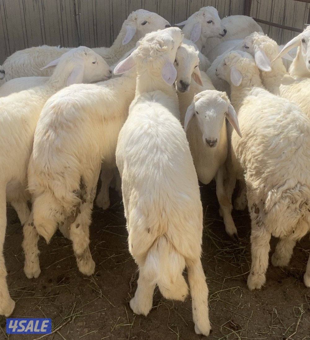 💥طليان حريات 💥2