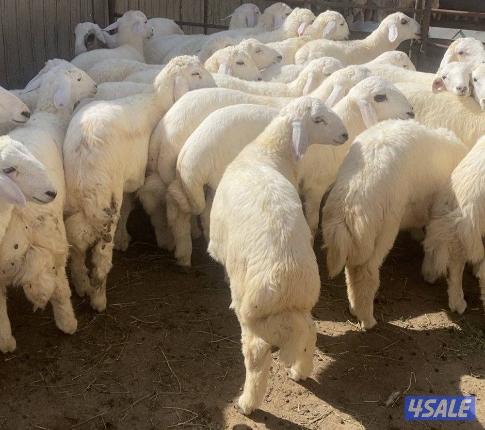 💥طليان حريات 💥3