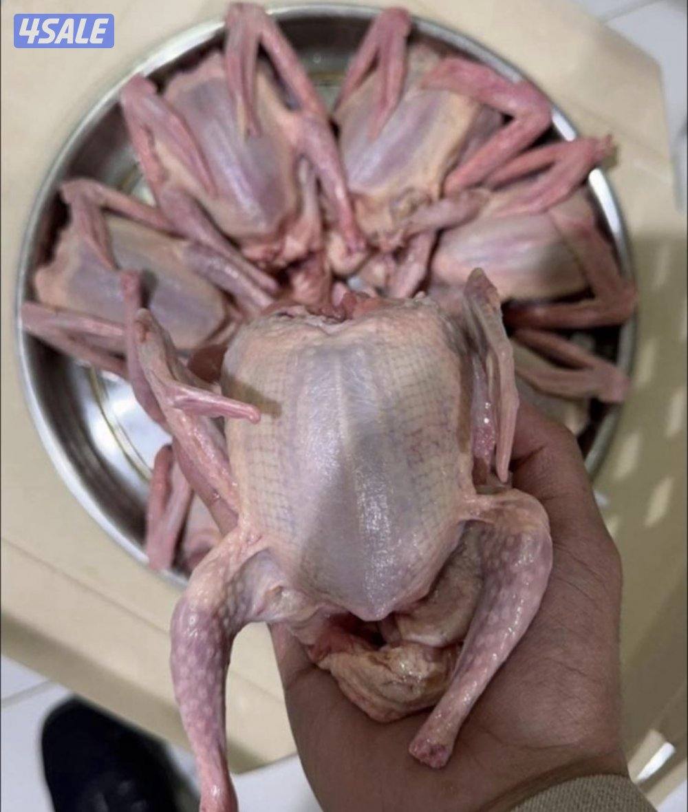 فروخ حمام زاجل+ لاحم فرنسي + بط شرط السمنه والحجم + طبخ + توصيل سريع0