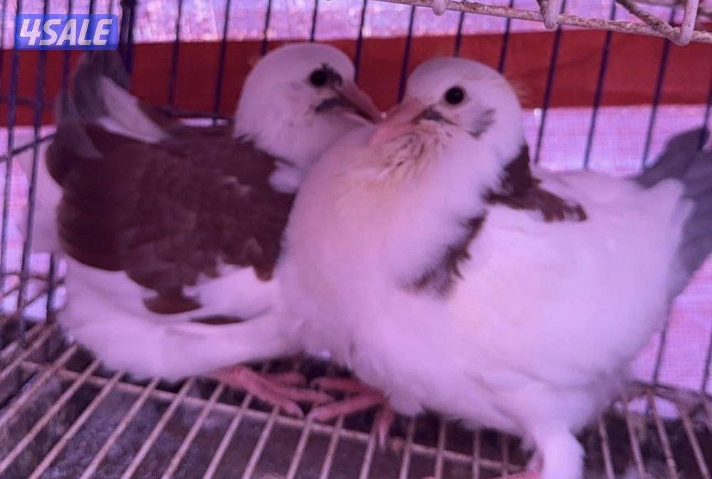 فروخ حمام زاجل+ لاحم فرنسي + بط شرط السمنه والحجم + طبخ + توصيل سريع1