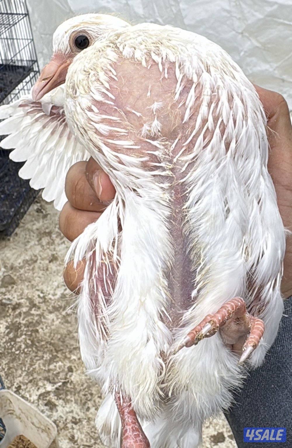 فروخ حمام زاجل+ لاحم فرنسي + بط شرط السمنه والحجم + طبخ + توصيل سريع3