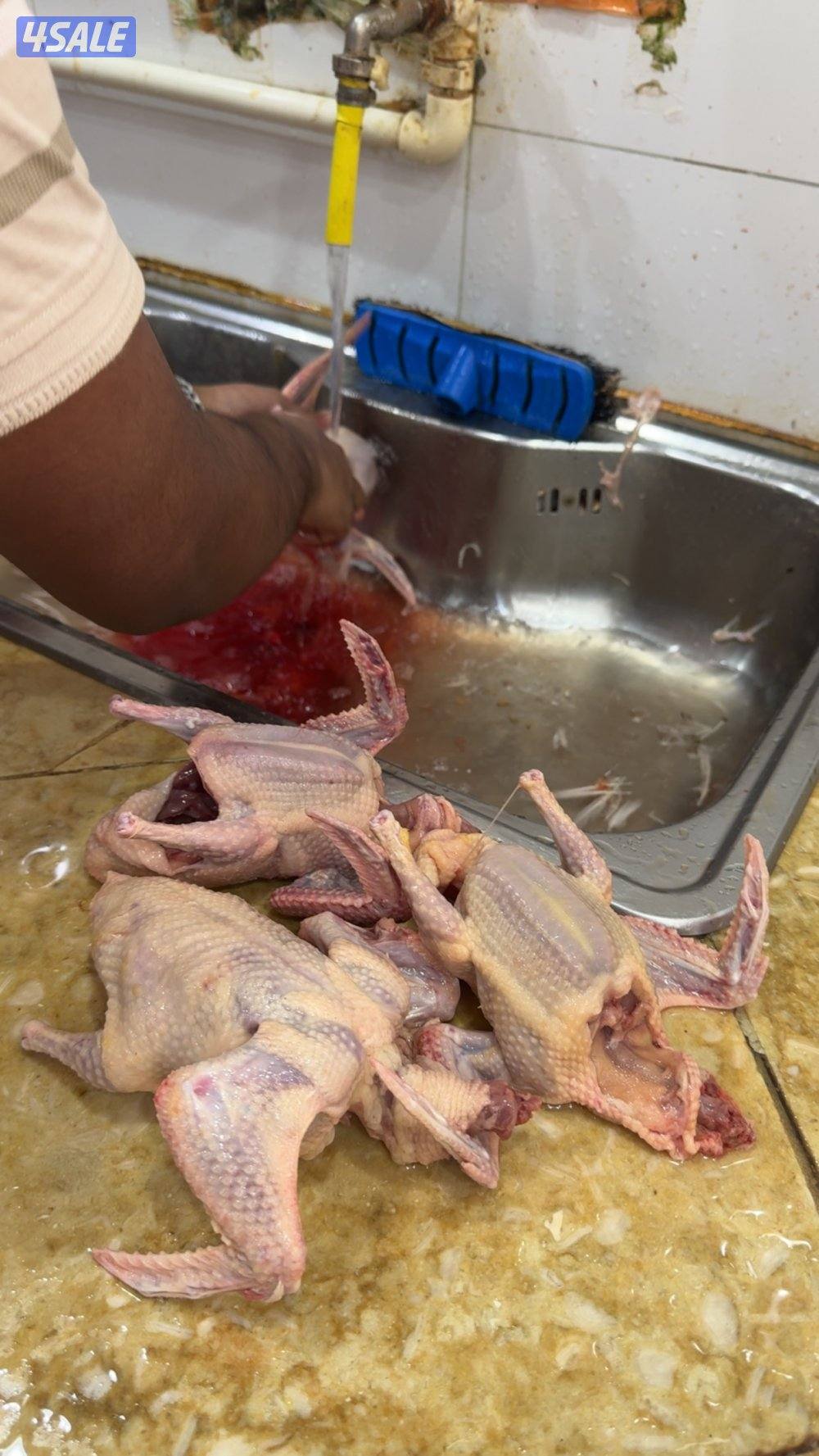 فروخ حمام زاجل+ لاحم فرنسي + بط شرط السمنه والحجم + طبخ + توصيل سريع7