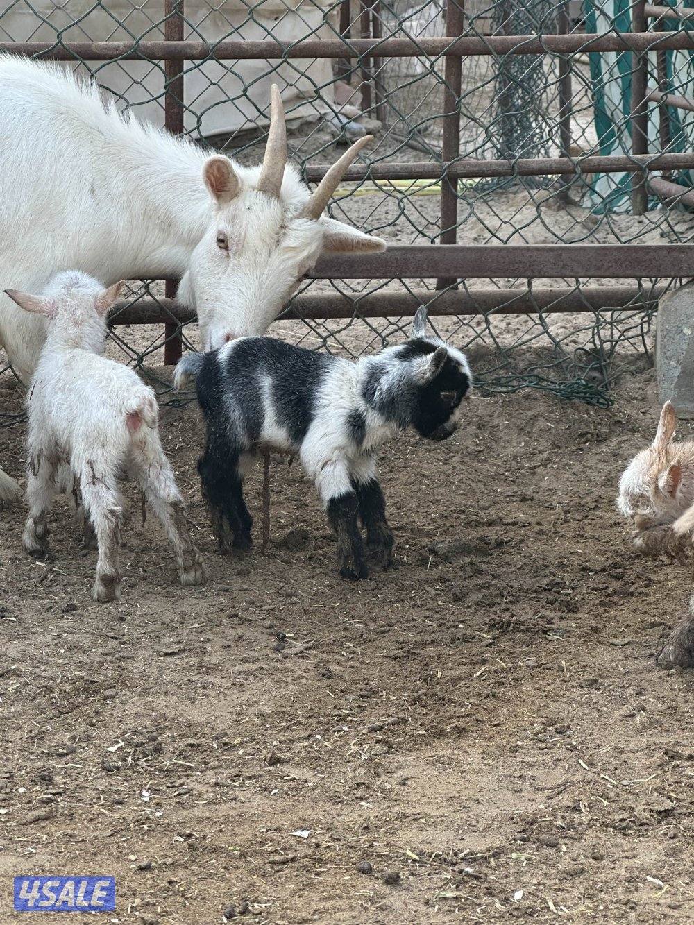 ماعز القزم مطفل تحتها تيسين وجفره0