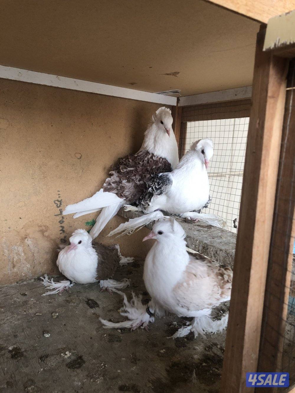 فيرباك حمام زينه ازواج منتجه  مع طبات  البيع جمله0