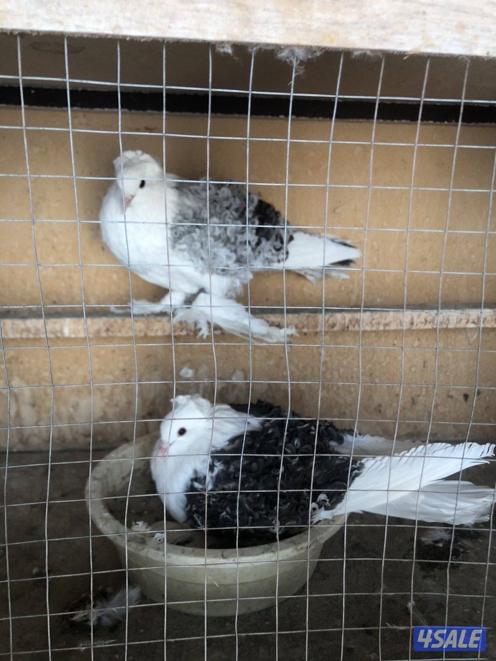 فيرباك حمام زينه ازواج منتجه  مع طبات  البيع جمله2