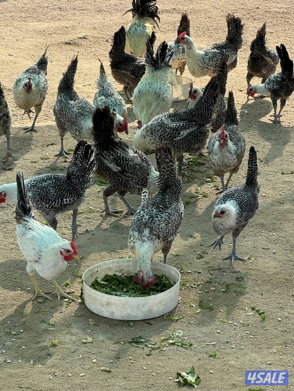 دجاج فيومي1