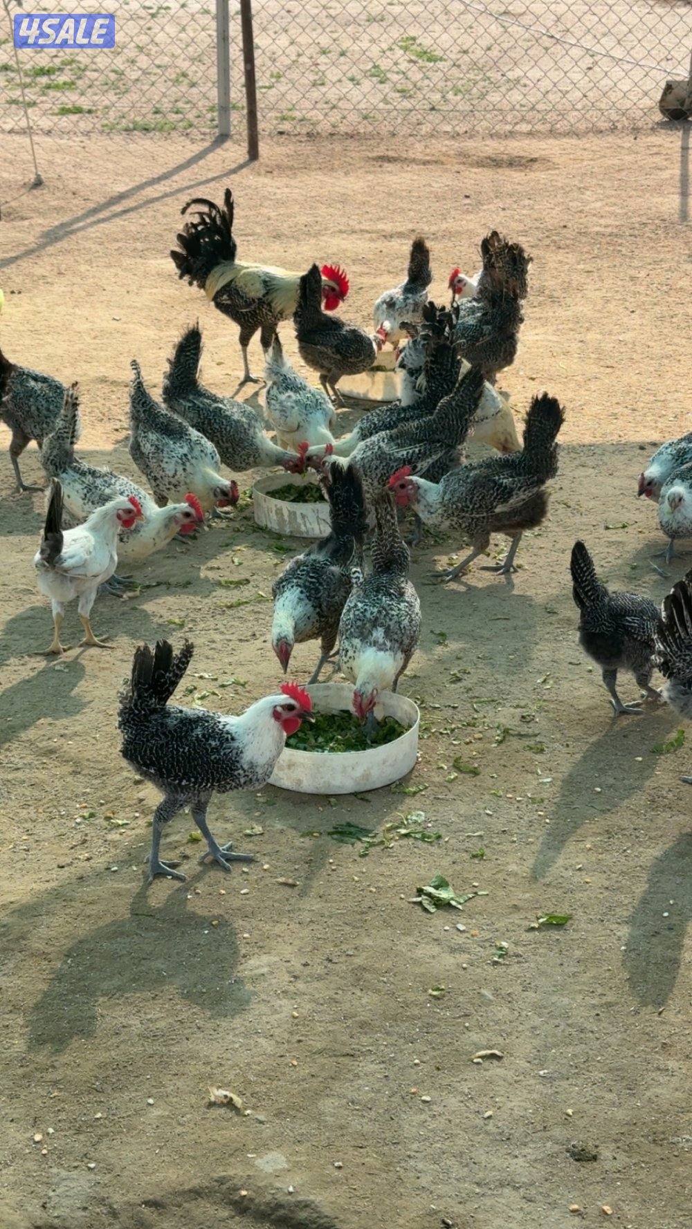 دجاج فيومي2