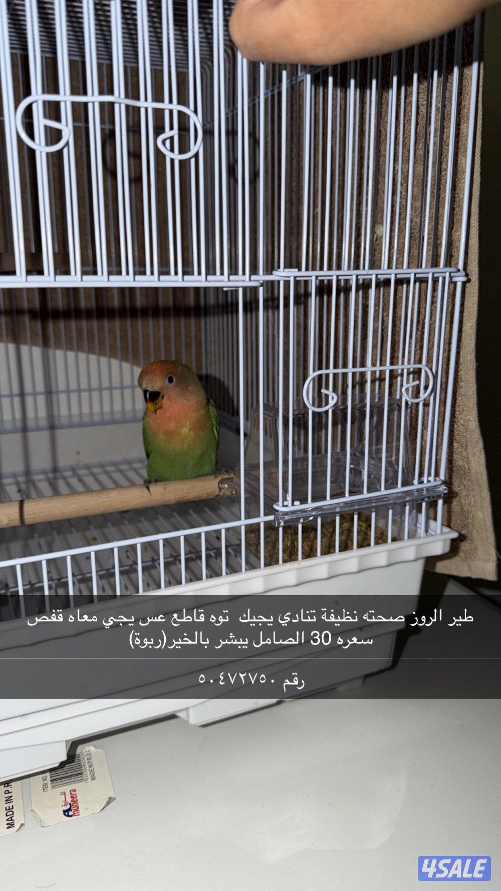 ‏طير الروز0