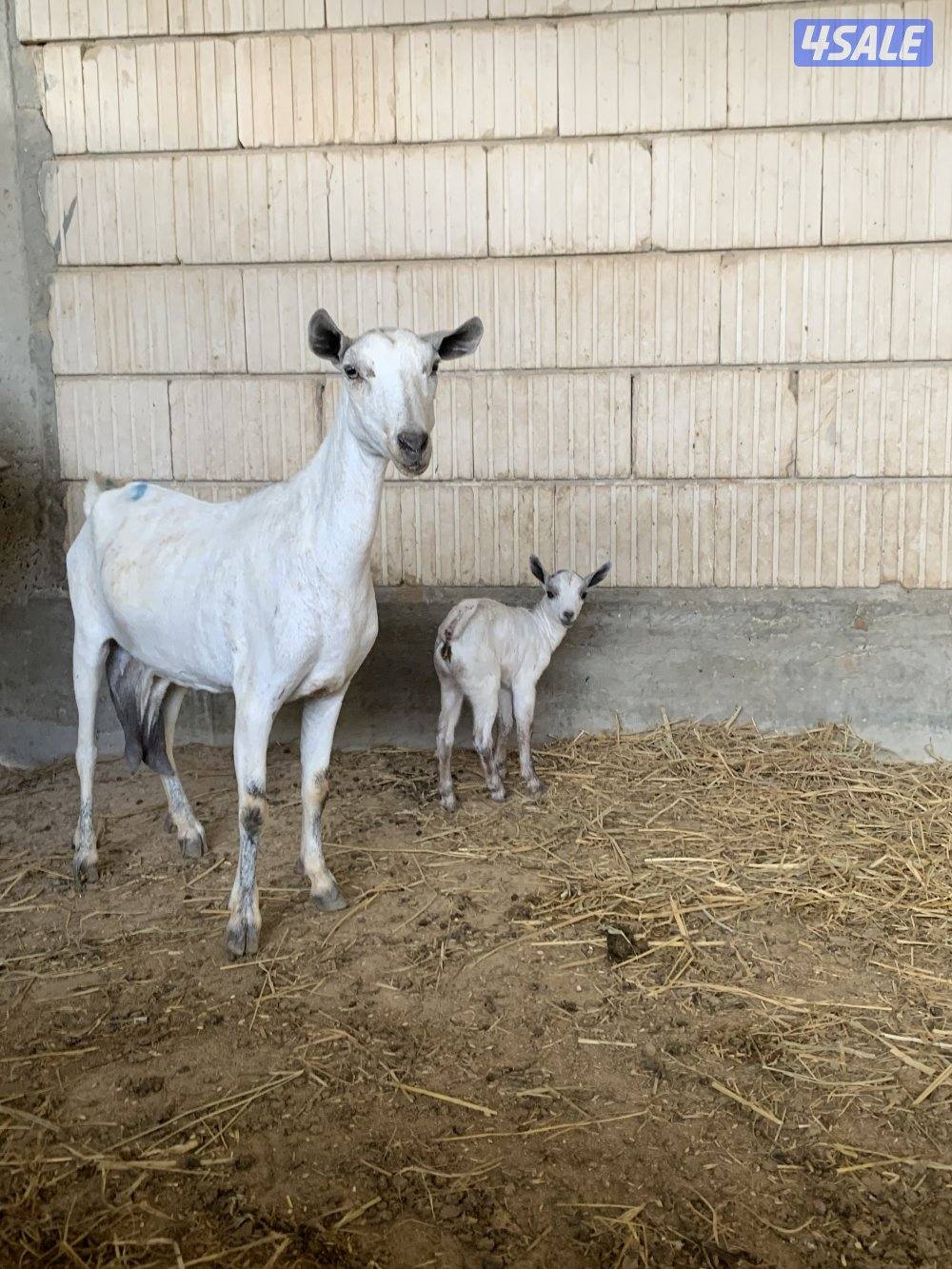 للبيع بربرية مطفل3