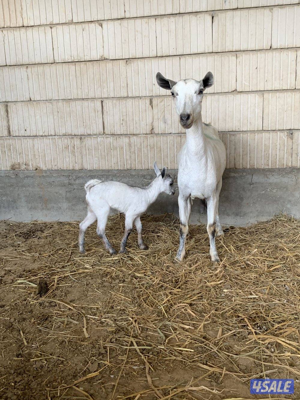 للبيع بربرية مطفل4