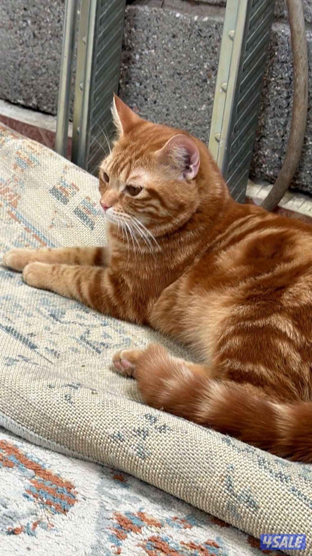 قطط للتبني 3 البرتقالي معقم ومطعم والكتن عمر شهرين مو مطعمين0