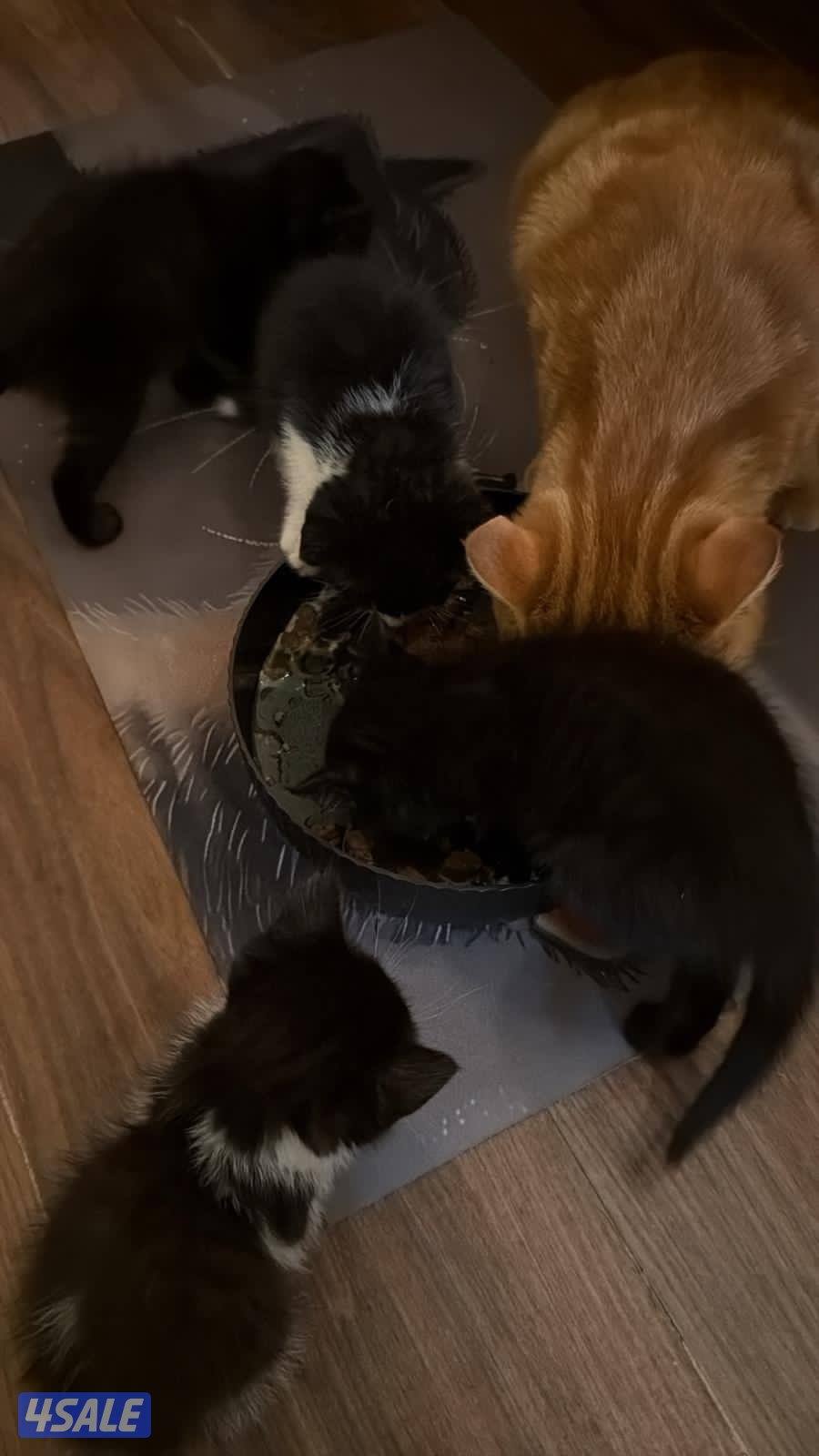 قطط للتبني 3 البرتقالي معقم ومطعم والكتن عمر شهرين مو مطعمين1
