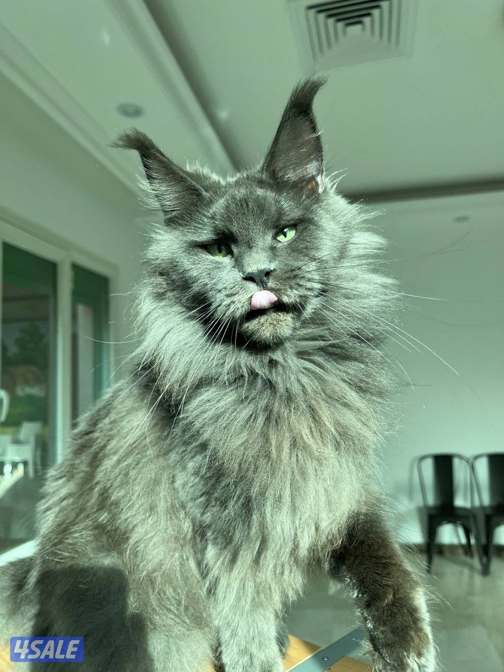 Mainecoon Cats 🔥 Friendly, lovely and exotic pure Mainecoon breed 😻8