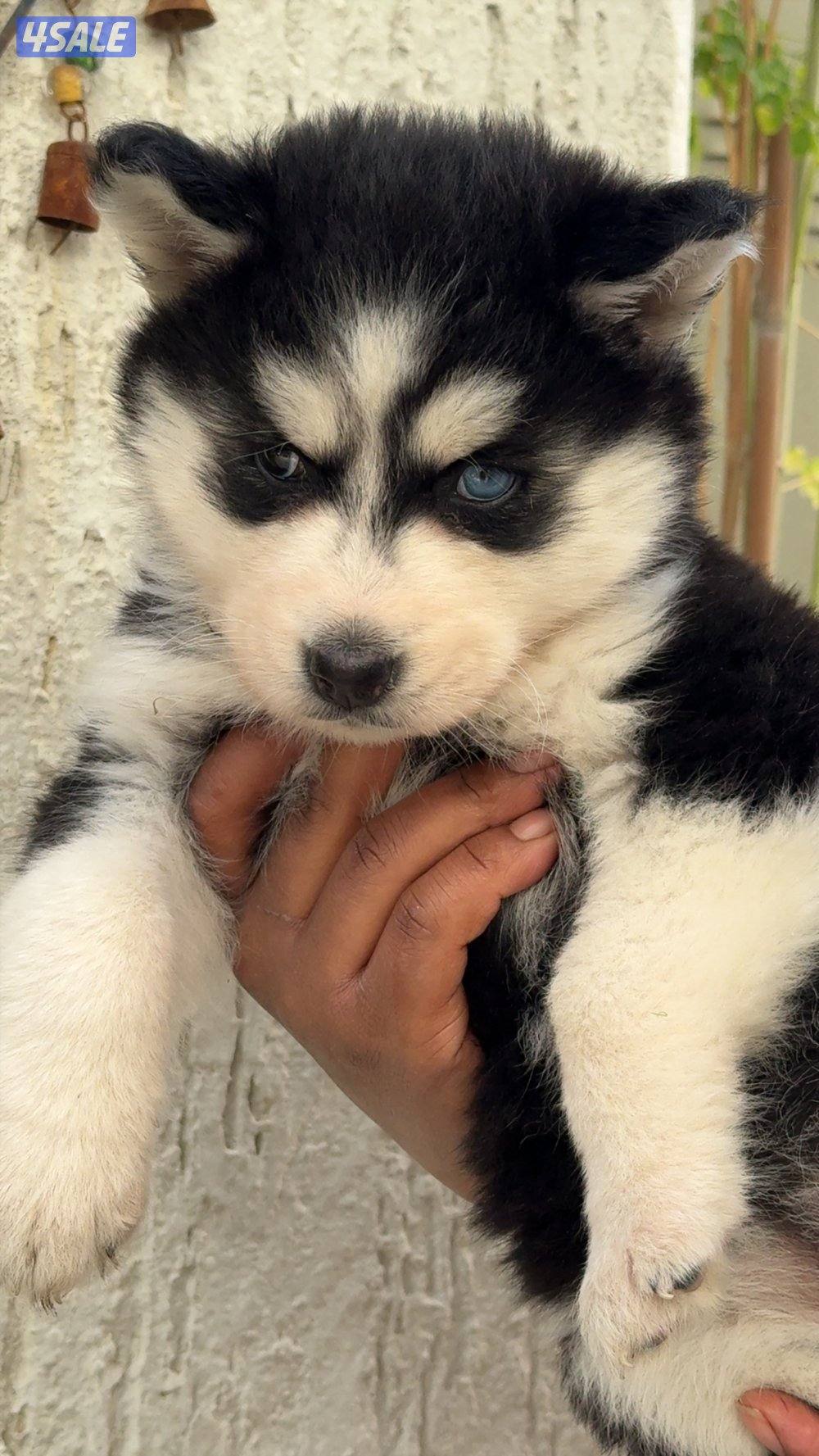 Husky pure puppy2