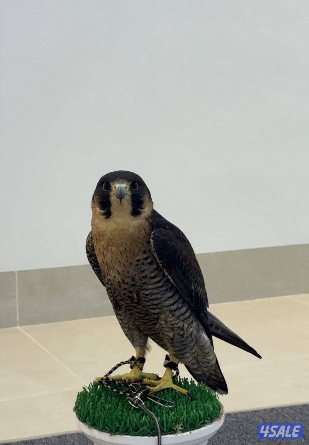 شاهين جبليه0