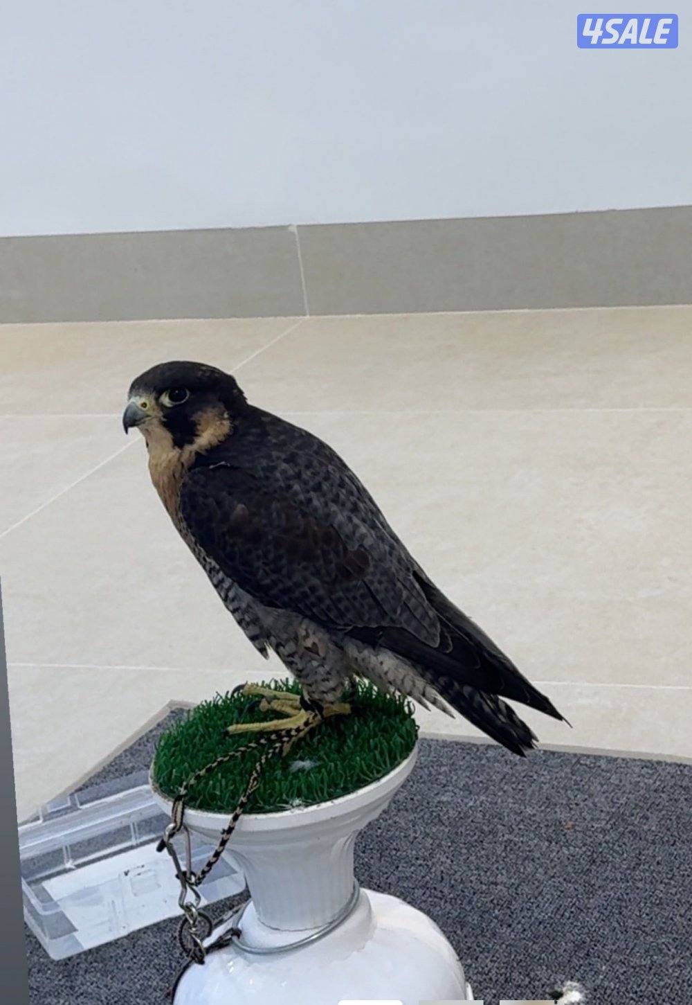 شاهين جبليه2