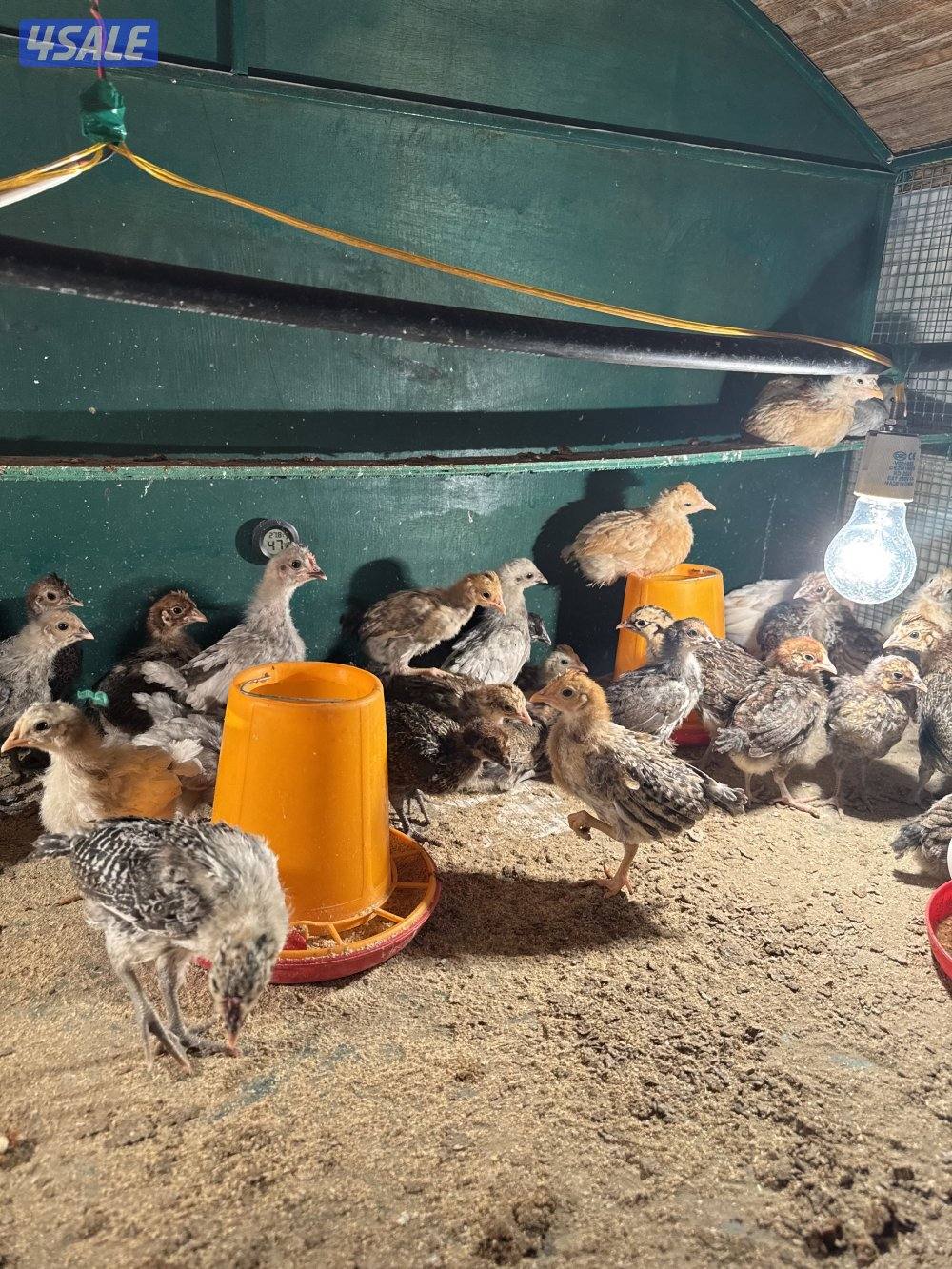 فروخ دجاج عربي وايام سيماني0