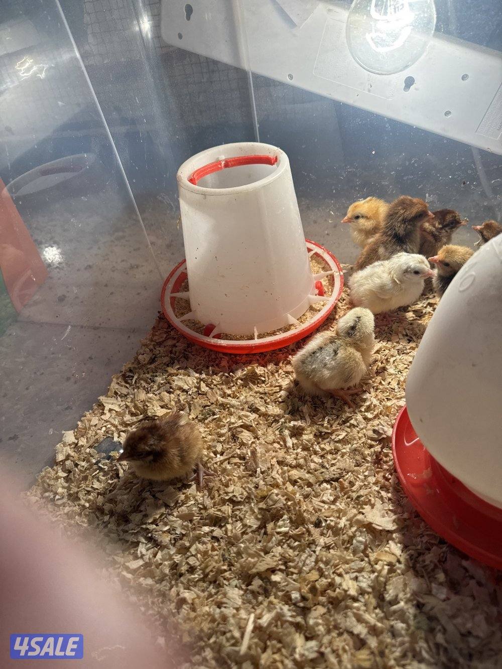 فروخ دجاج عربي وايام سيماني1