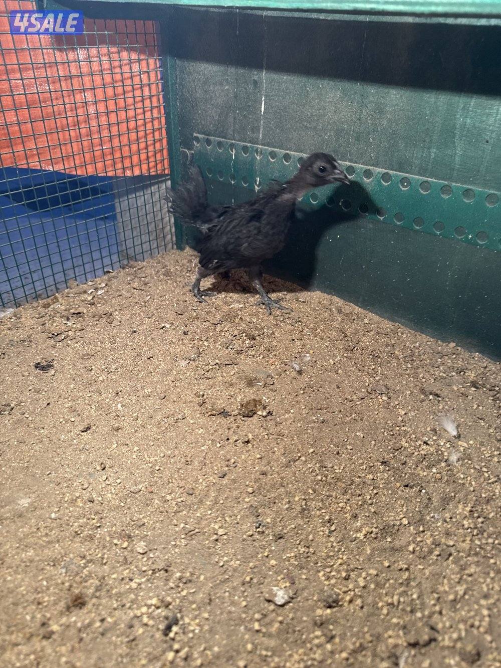 فروخ دجاج عربي وايام سيماني2