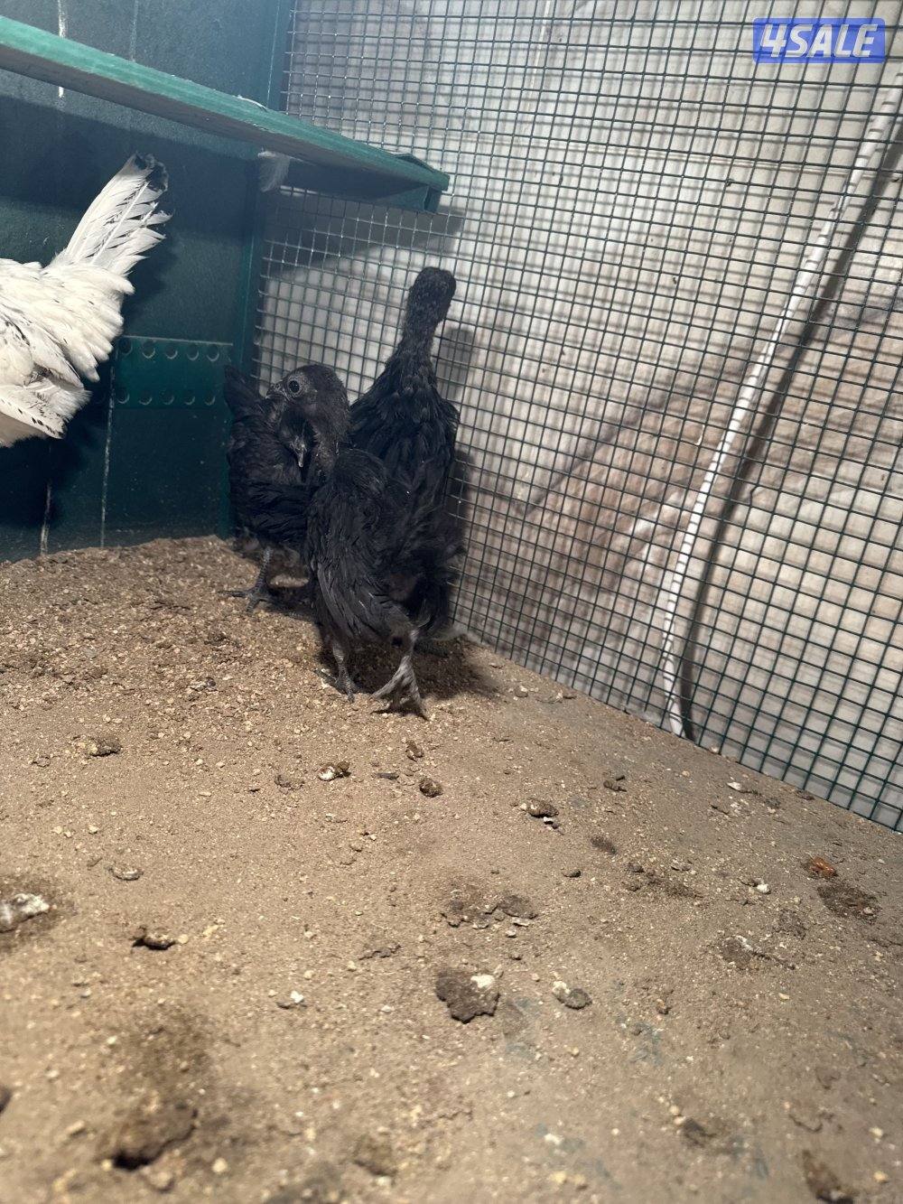 فروخ دجاج عربي وايام سيماني3