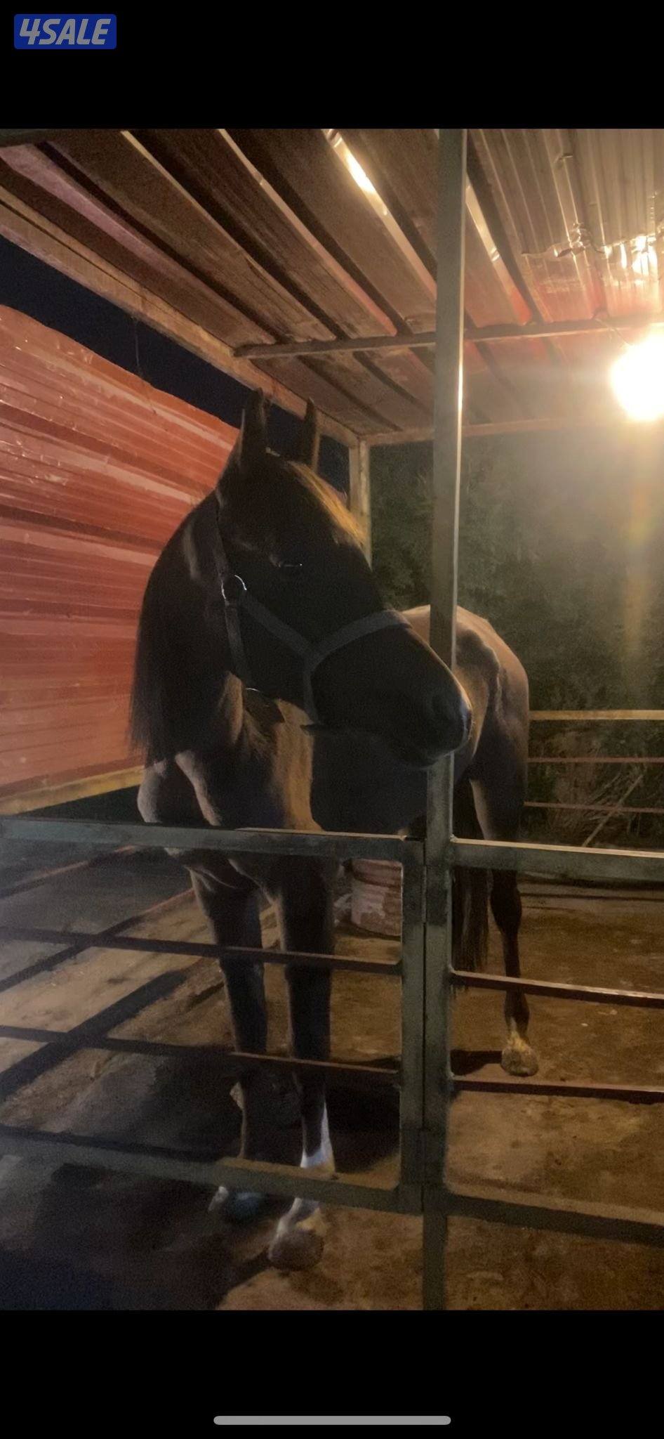 للبيع حصان واهو مصري0