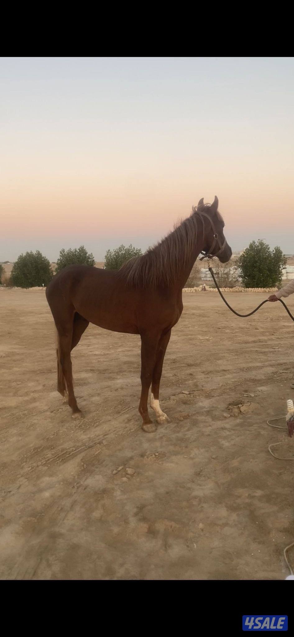 للبيع حصان واهو مصري1