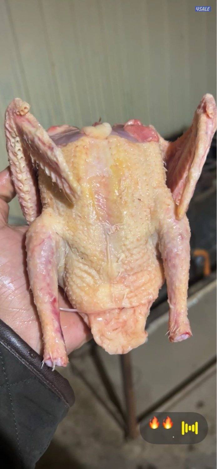 سلاله فرنسيه🇫🇷بيور0