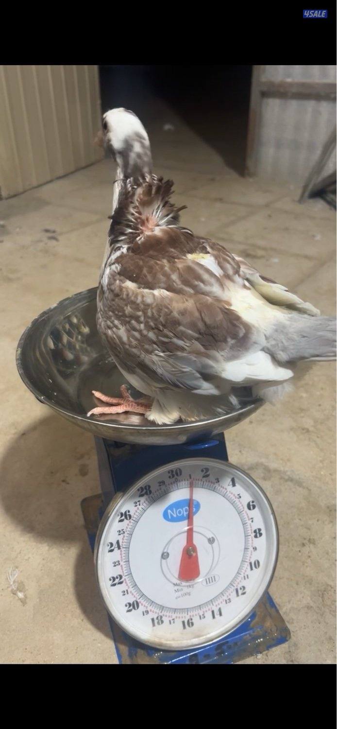 سلاله فرنسيه🇫🇷بيور1