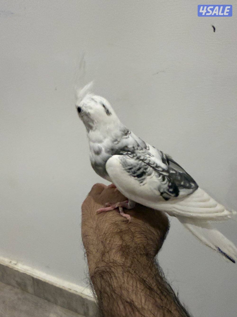 كوكتيل انجليزي ربوه0