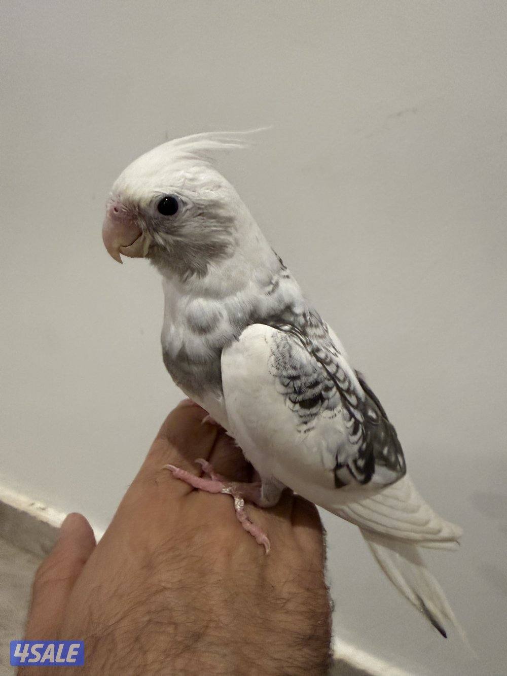 كوكتيل انجليزي ربوه1