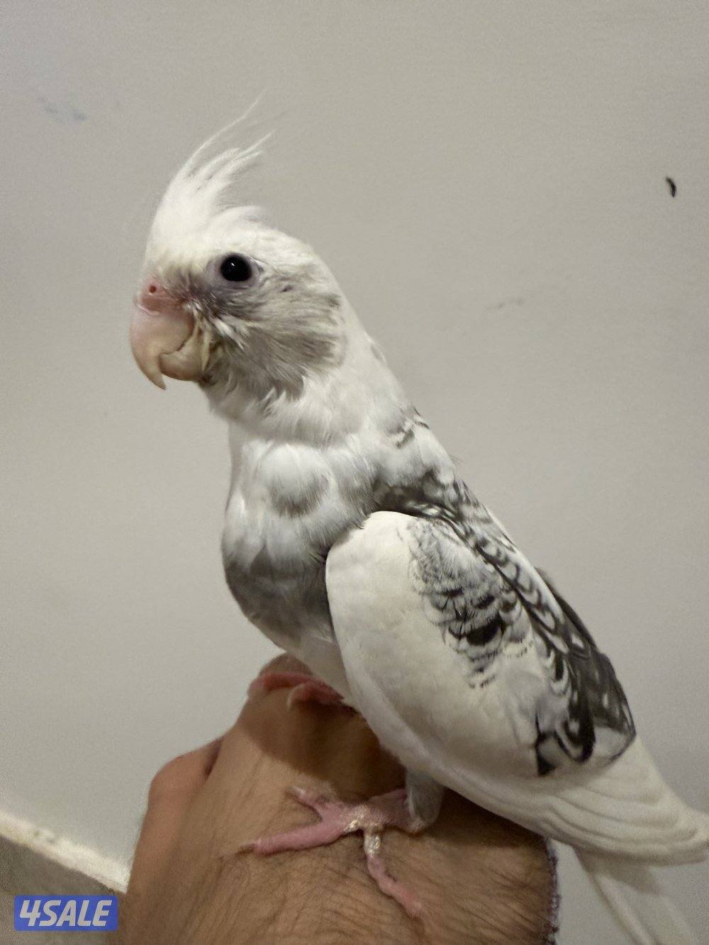 كوكتيل انجليزي ربوه2