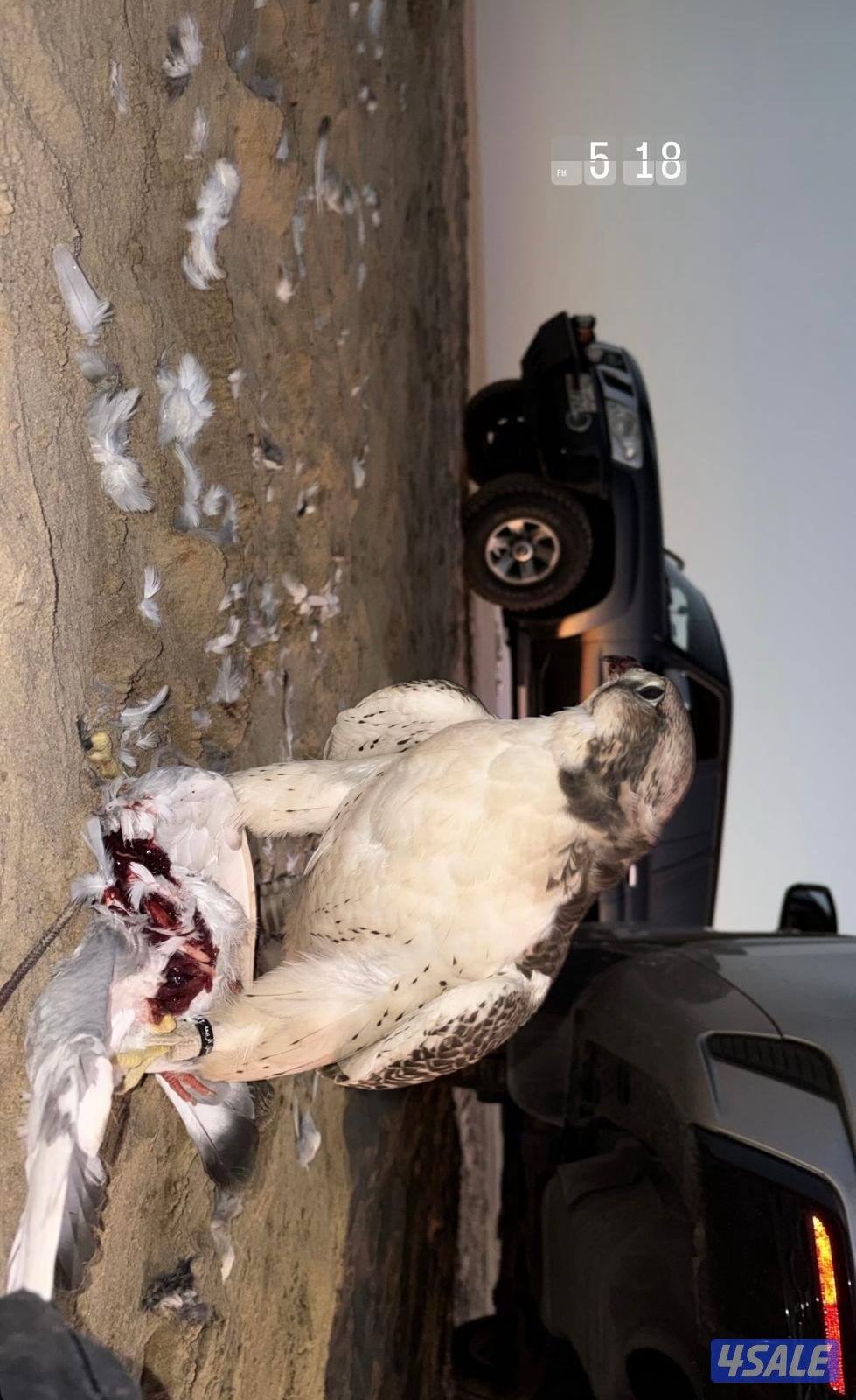 جير حر على  سوم و قابل للبدل1