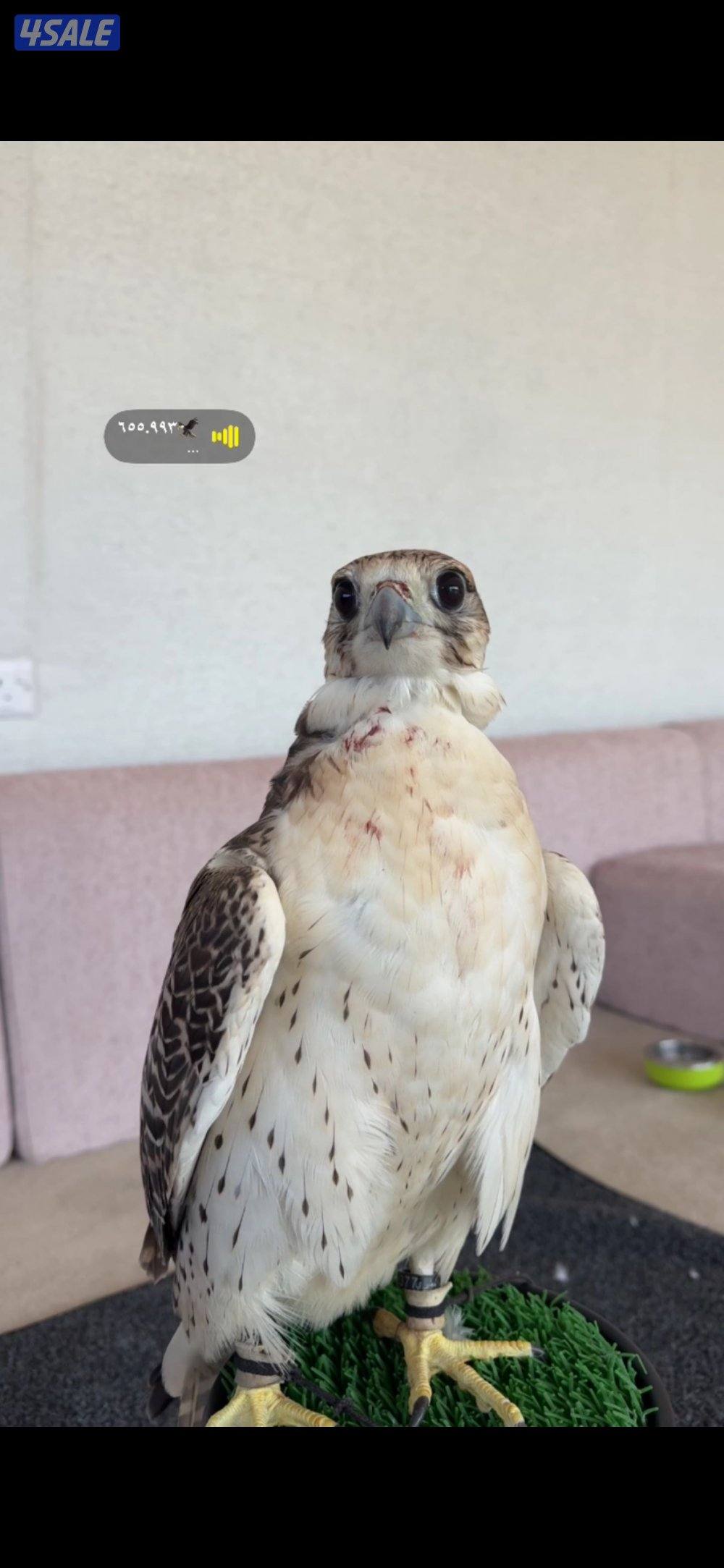 جير حر على  سوم و قابل للبدل2