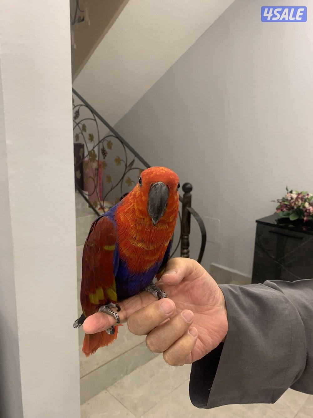 للبيع الأكلكتوس0