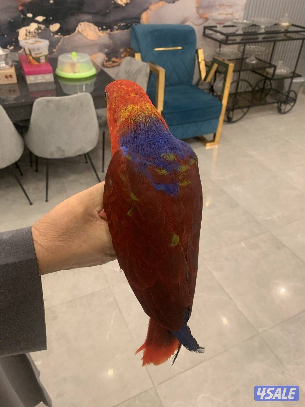 للبيع الأكلكتوس1