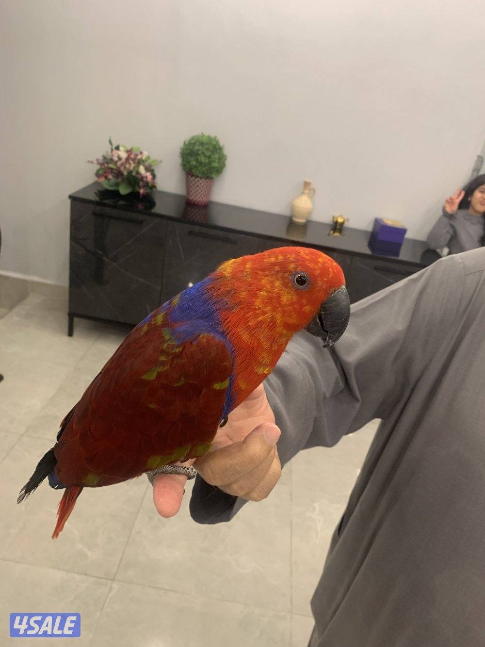 للبيع الأكلكتوس2