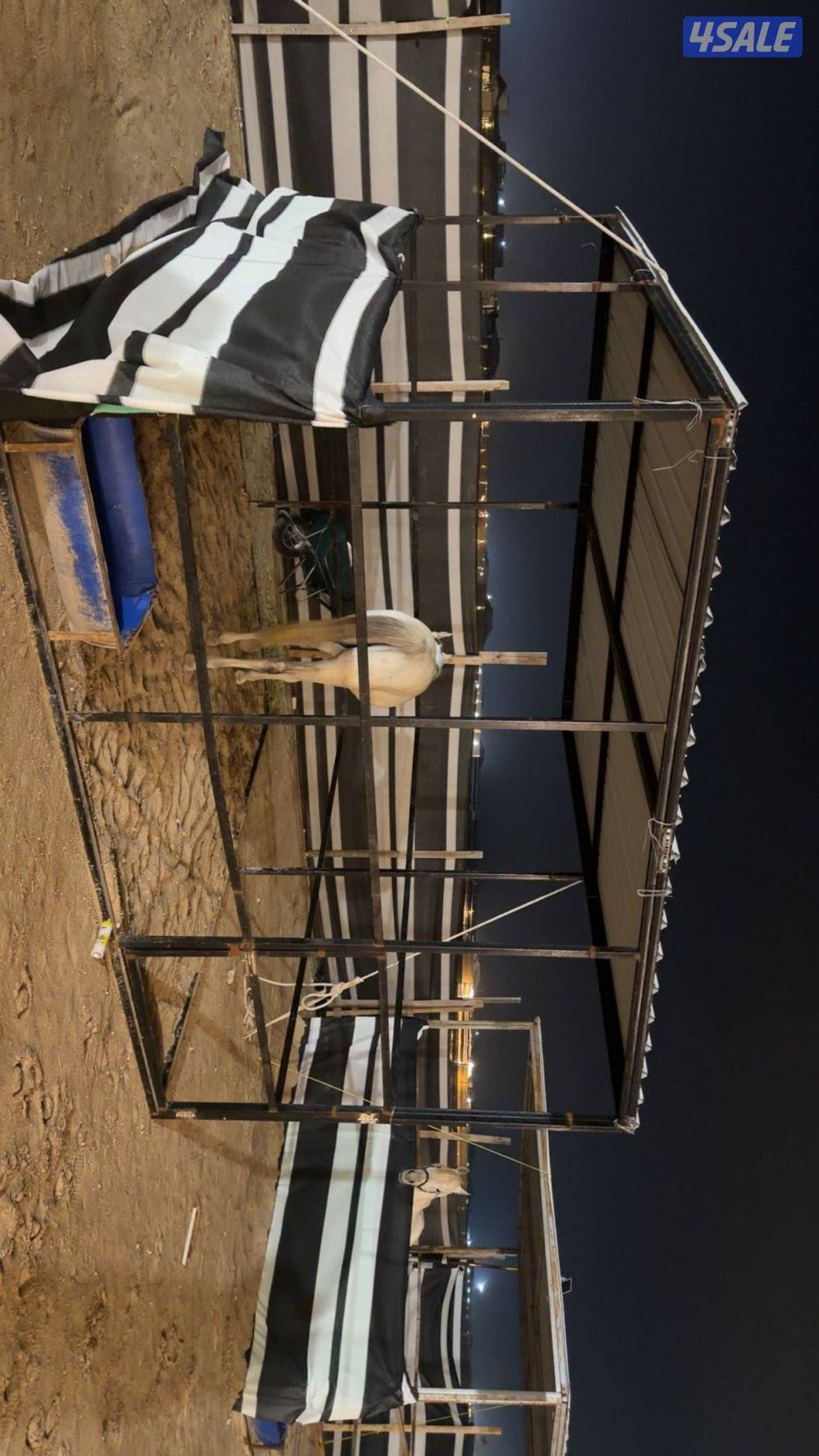 حصان شرط السلم مع السرج ومع البنجره بيعه سريعه0