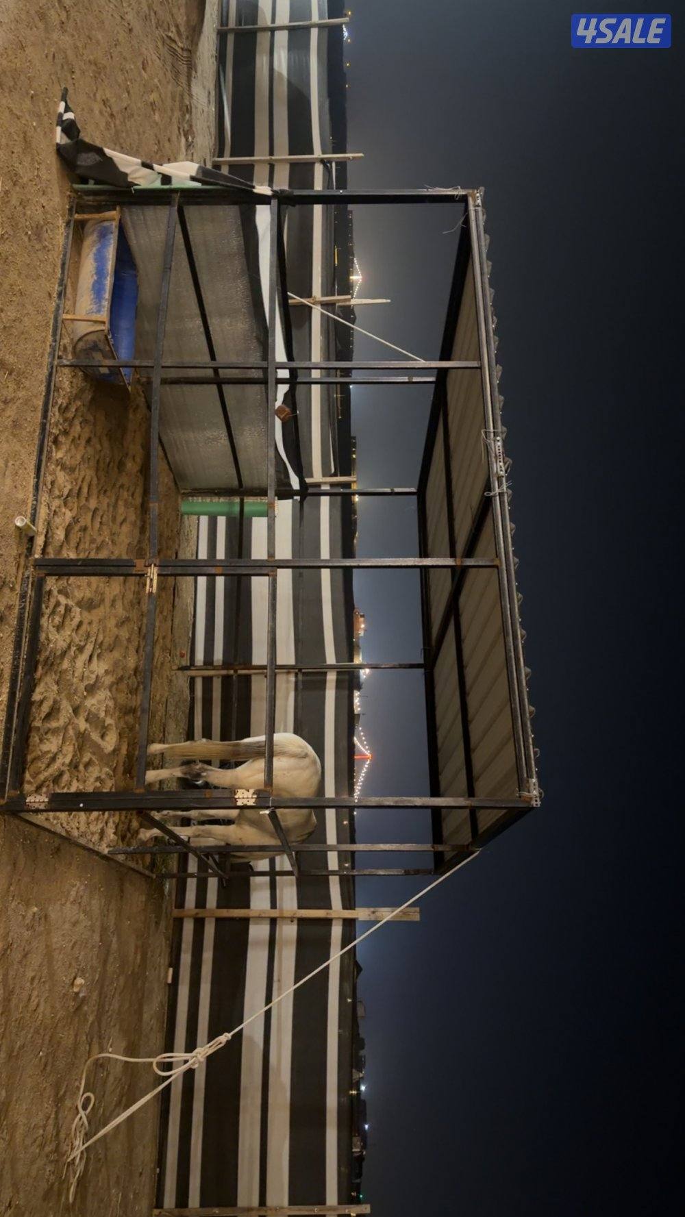 حصان شرط السلم مع السرج ومع البنجره بيعه سريعه1