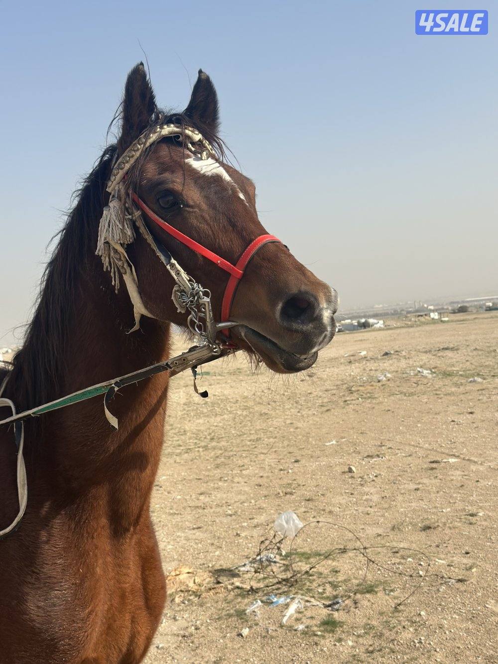 ‏للبيع حصان بلدي خصي0