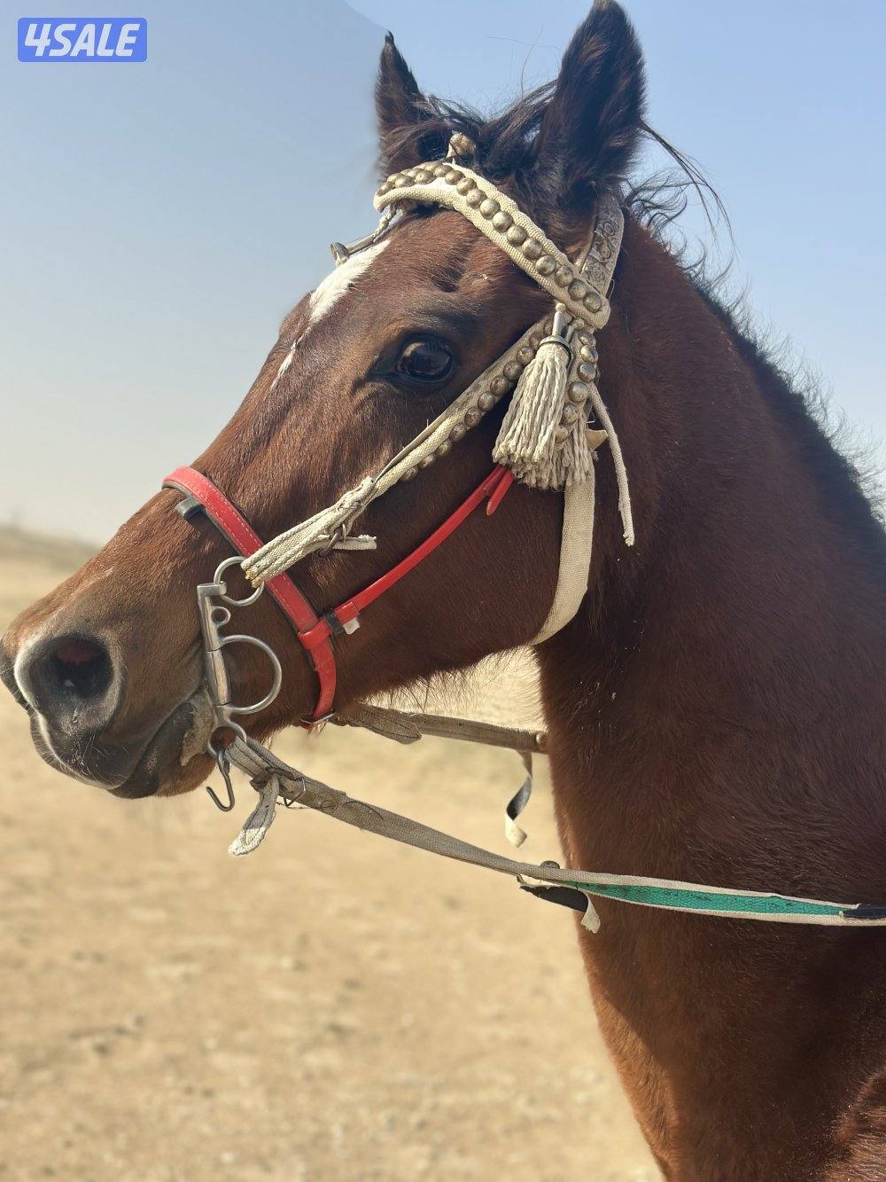 ‏للبيع حصان بلدي خصي1
