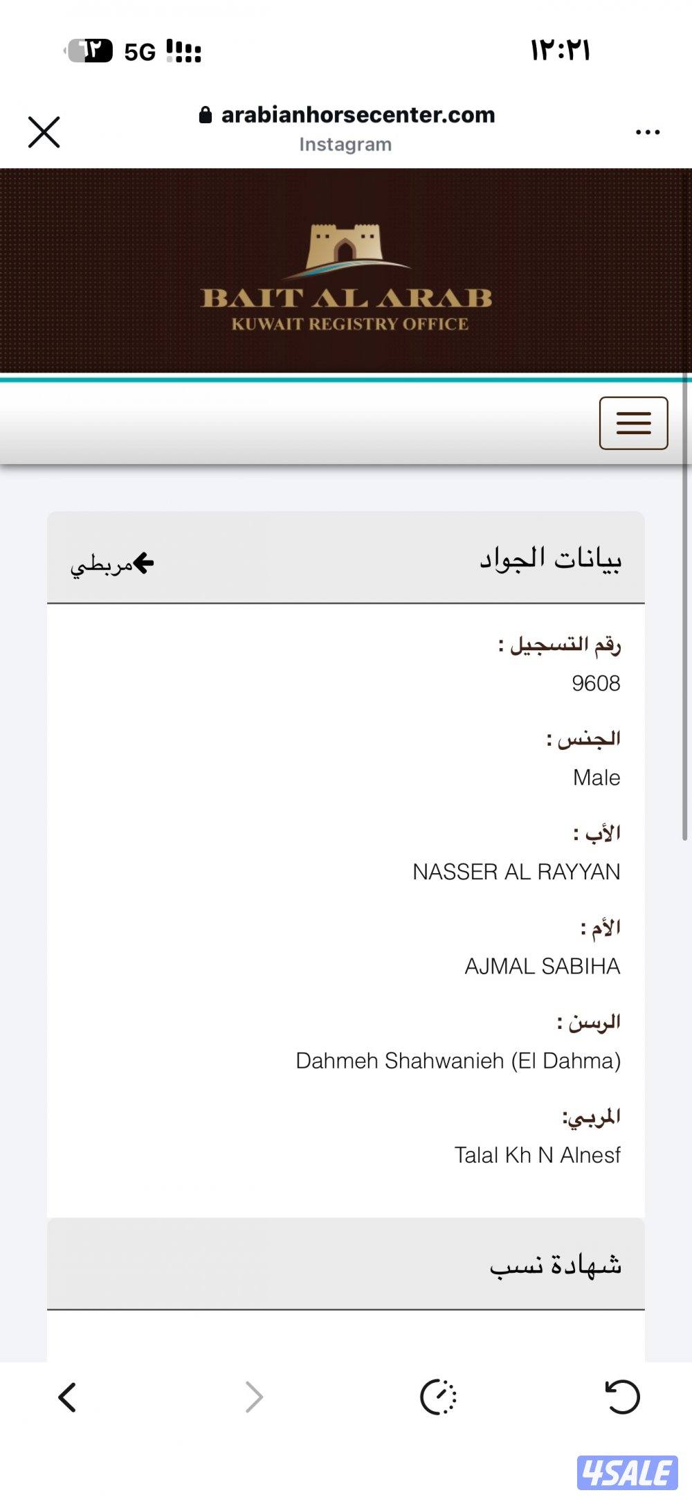 حصان شرط السلم مع السرج ومع البنجره بيعه سريعه2