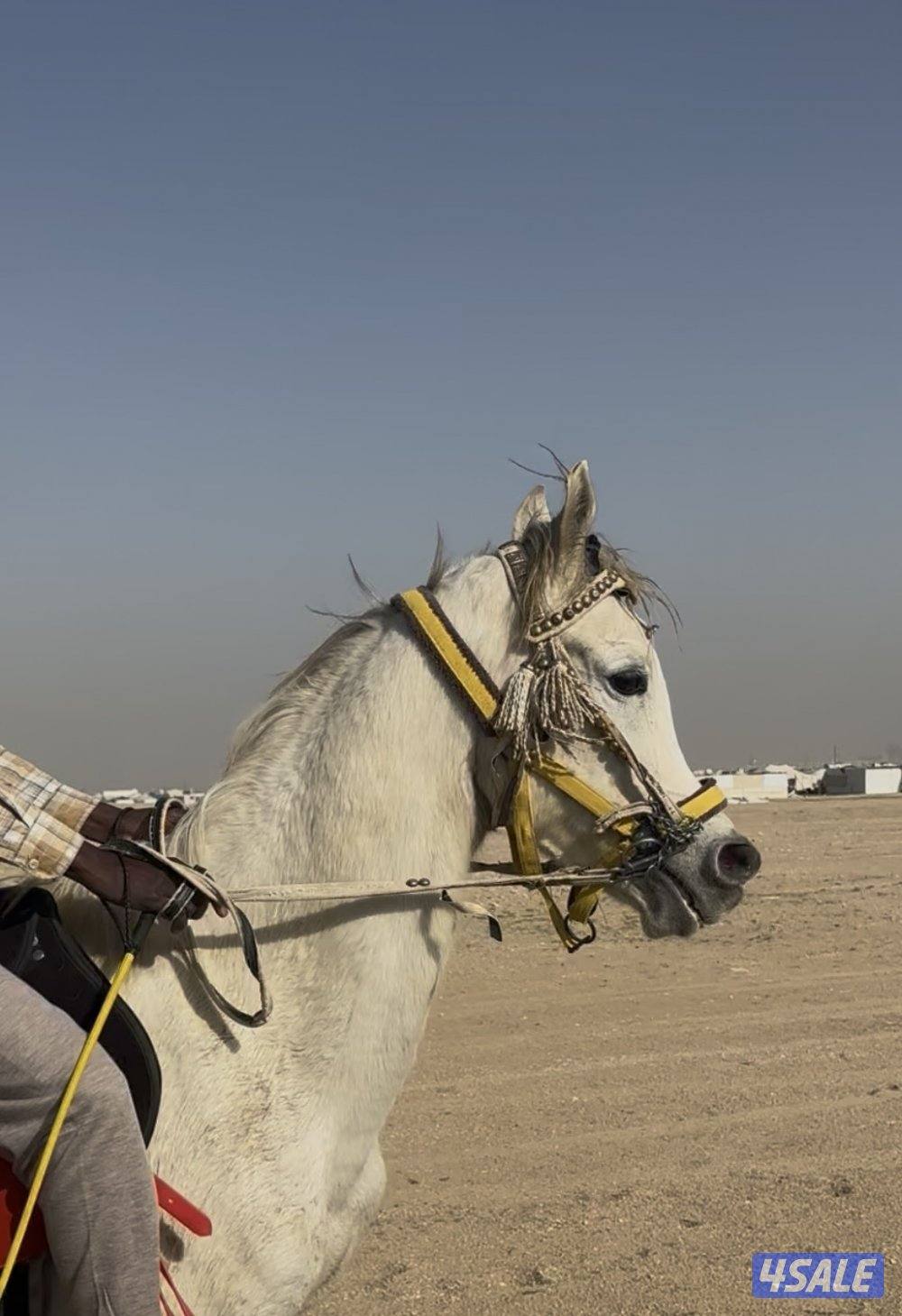 ‏للبيع حصان مصري خياله0