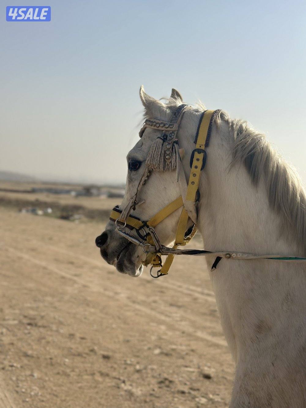 ‏للبيع حصان مصري خياله1