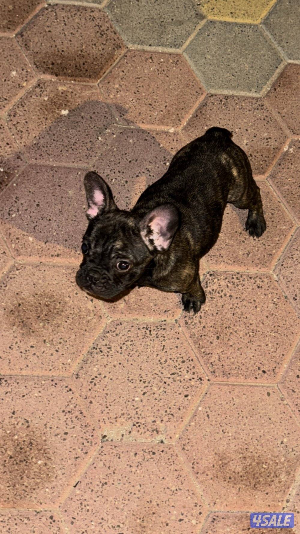 فرنش بولدوق2