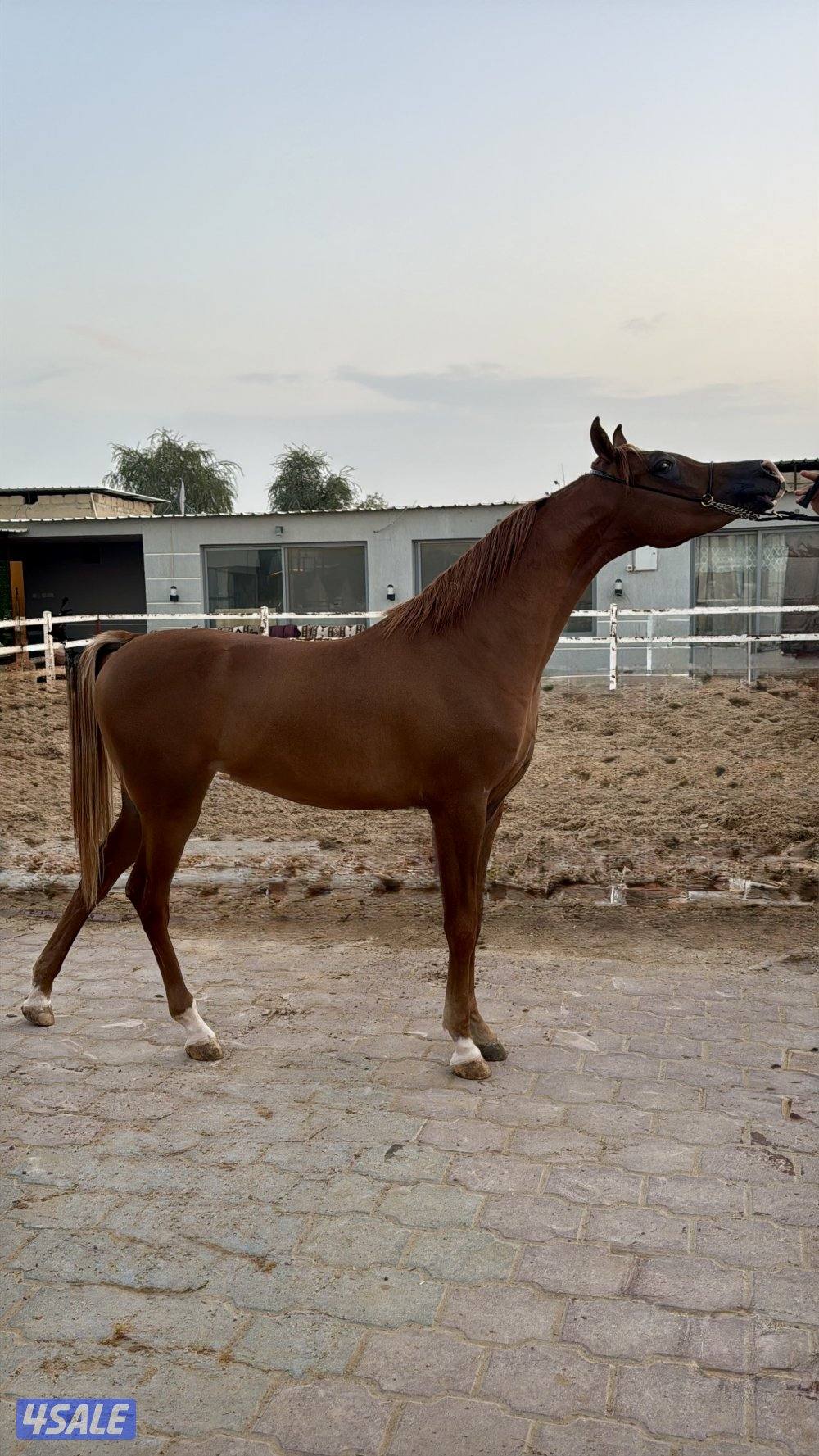 للبيع مهر ريان الهدار ولد رف جستس من الام رهف الزبارا بنت كحيل الشقب0