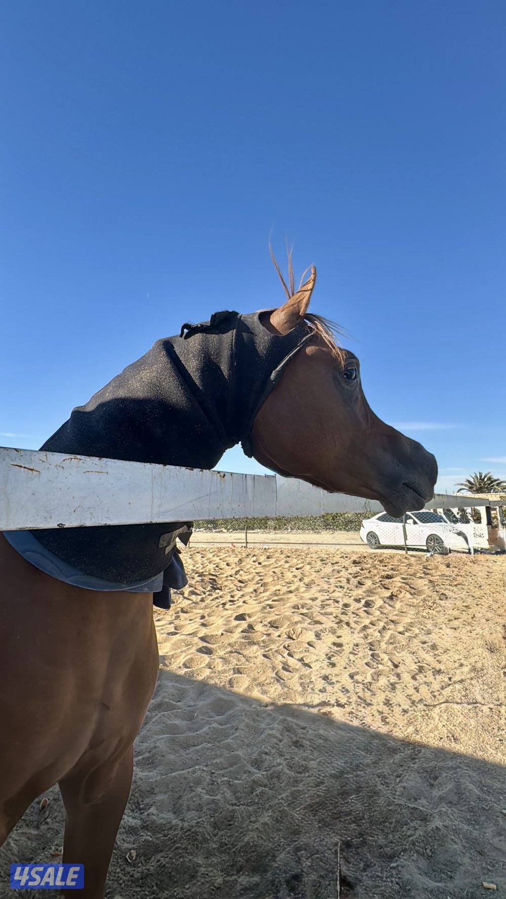 للبيع مهر ريان الهدار ولد رف جستس من الام رهف الزبارا بنت كحيل الشقب2