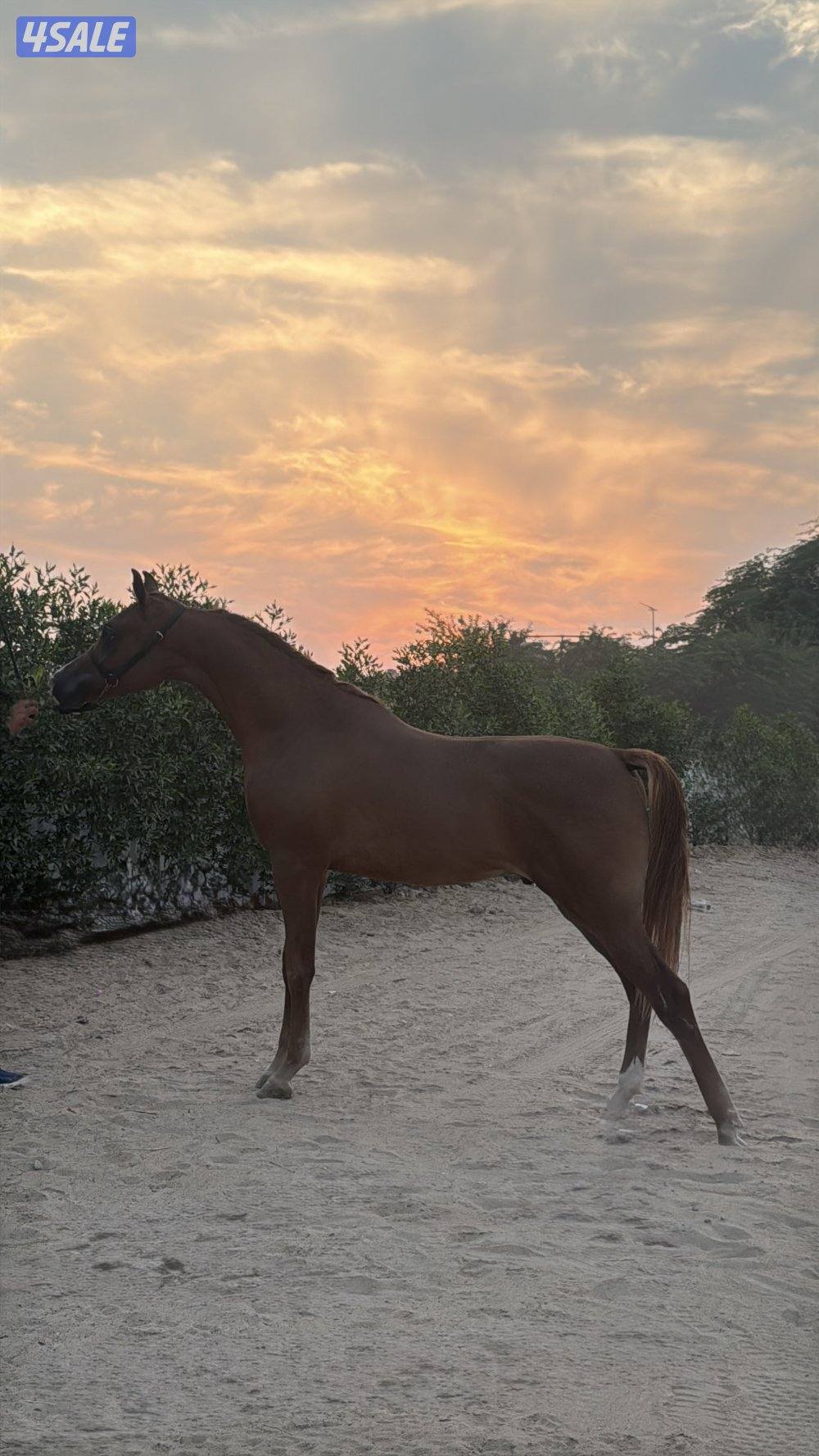 للبيع مهر ريان الهدار ولد رف جستس من الام رهف الزبارا بنت كحيل الشقب5