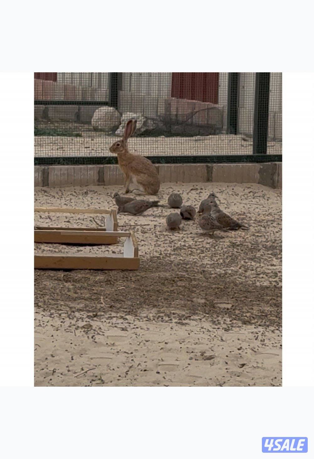 ارانب بريه شماليه للبيع العدد 8 على السوم0