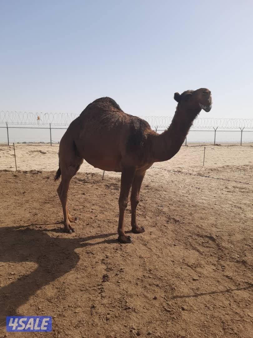 بكره جذعه شريانيه0